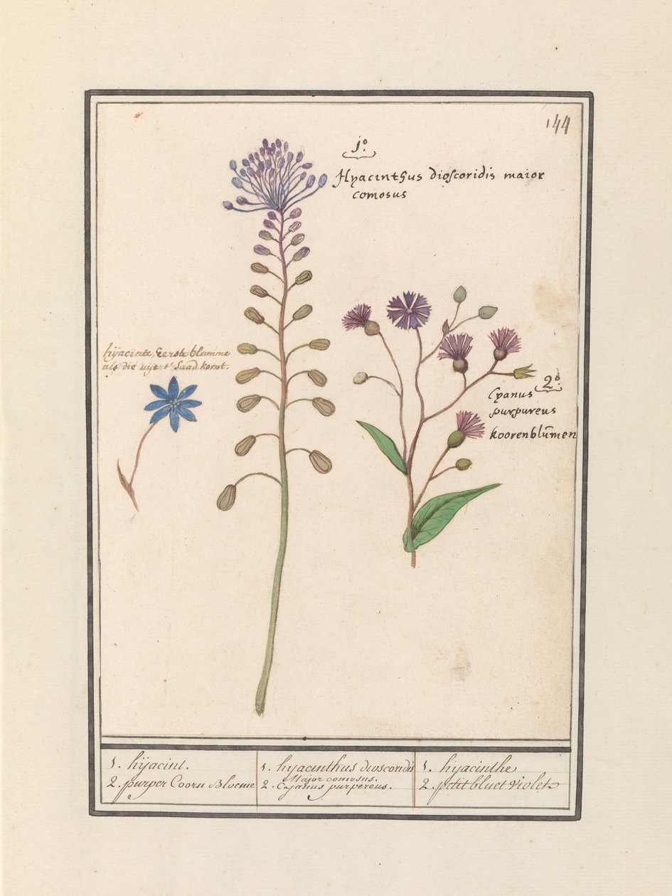 Kuifhyacint (Muscari comosum) en korenbloem (Centaurie) 1. 劫持 2. 紫色 Coorn Bloeme / 1. 风信子 dioscorides。 一个帅气的市长。 2.木豆紫。 / 1. 风信子 2. 小蓝紫罗兰（物体上的标题） 作者 Anselmus Boëtius de Boodt