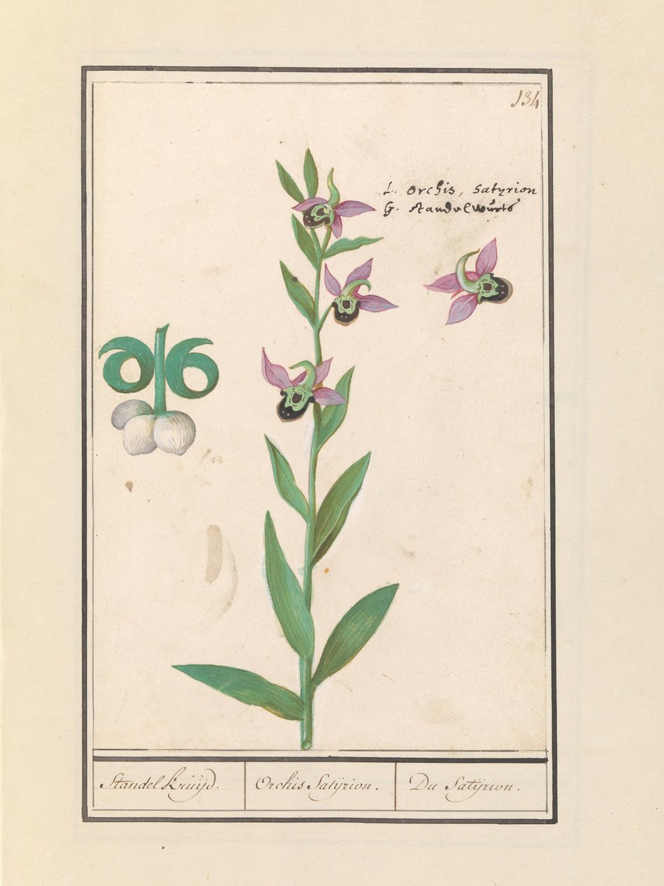 笑大黄蜂兰花 (Ophrysombyliflora) 和银莲花 (Anemone) | 笑大黄蜂兰花 (Ophrysombyliflora) 笑大黄蜂兰花 (Ophrysombyliflora) 作者 Anselmus Boëtius de Boodt