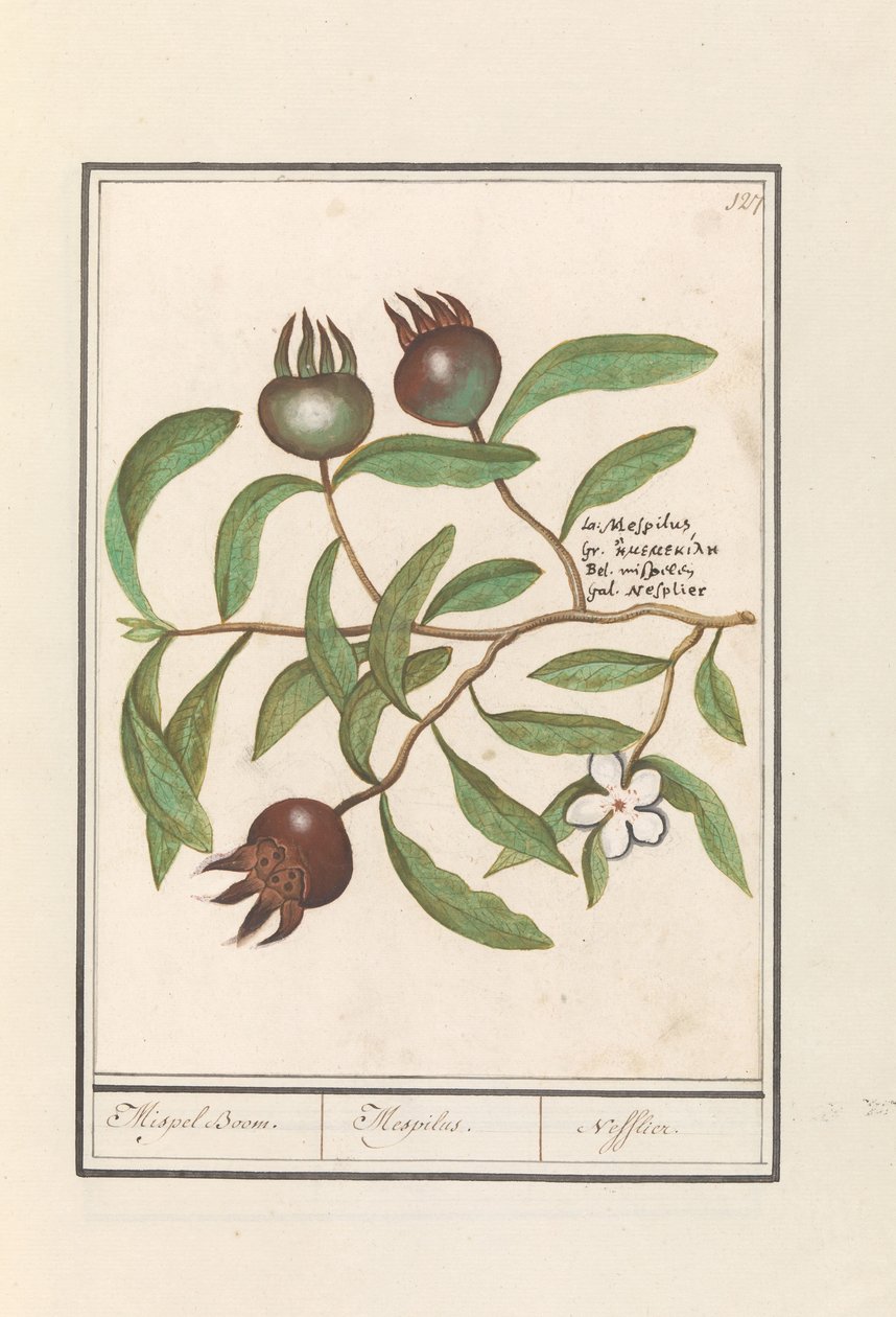 枸骨树（Mespilus germanica）
白杨树。/ Mespilus./ Nefflier（物体上的标题） 作者 Anselmus Boëtius de Boodt