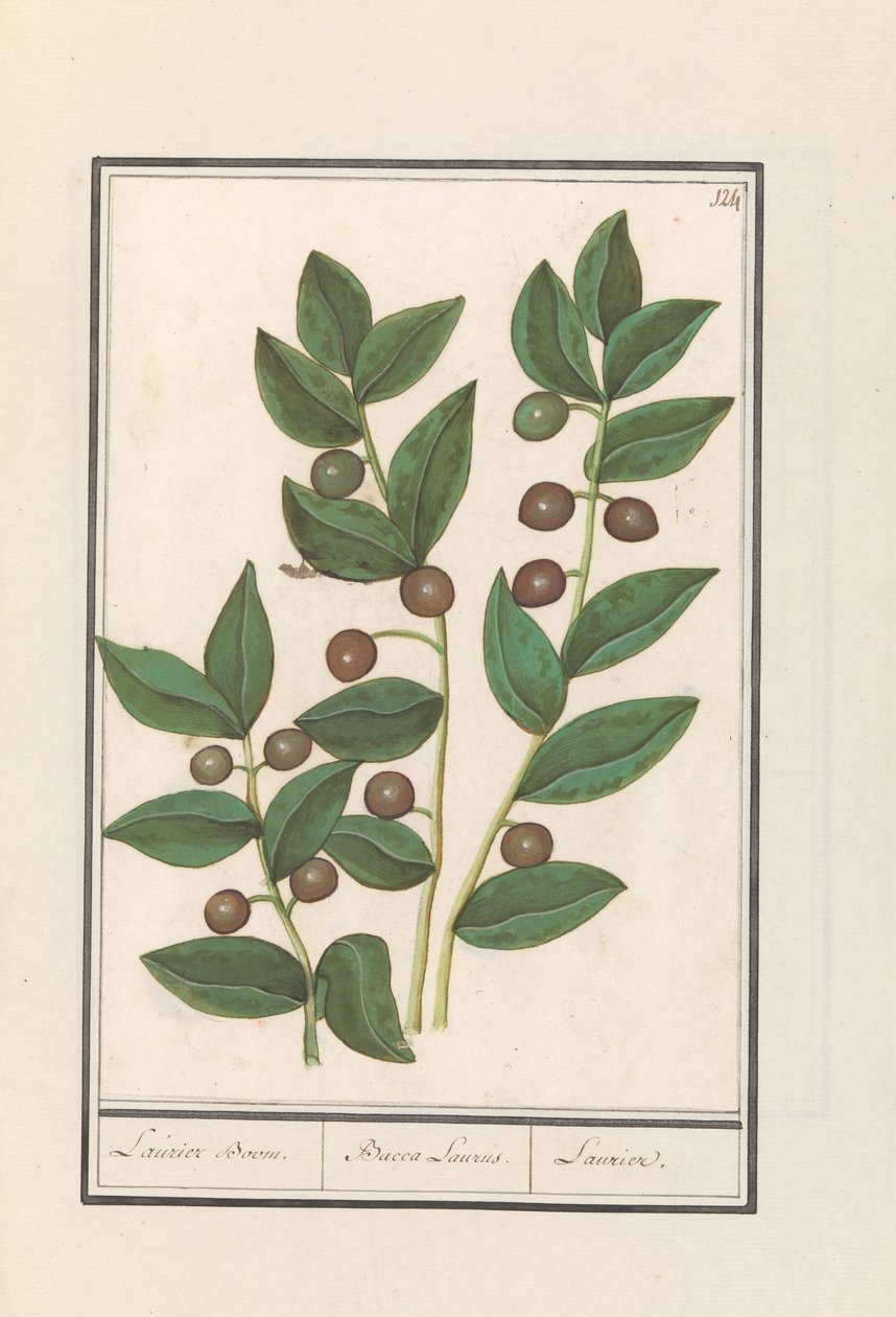 橄榄树（Olea europaea）
月桂树/ Bacca Laurus./月桂树（物体上的标题） 作者 Anselmus Boëtius de Boodt
