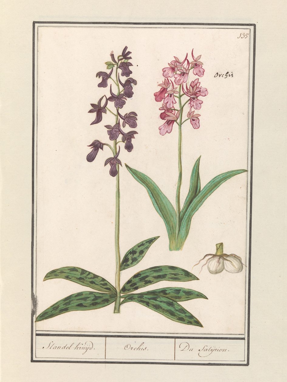 兰花（兰科）
Standel Kruijd./ Orchis./ Du Satijrion.(物体上的标题） 作者 Anselmus Boëtius de Boodt