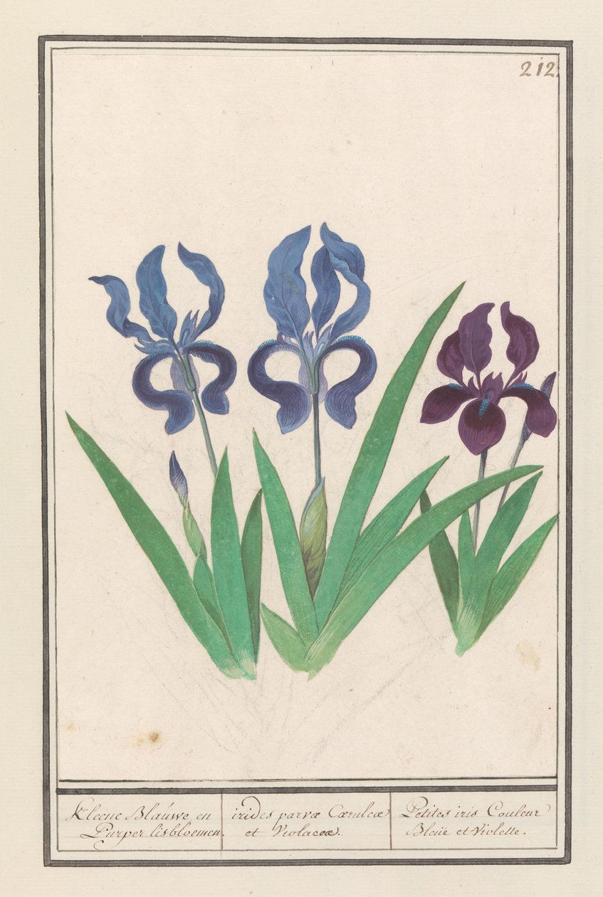 紫色鸢尾花（德国鸢尾花）
Kleene Blauwe en Puper lisbloemen / irides parvae Coerulcae et Violacae./ Petites iris Couleur Bleue et Violette（标题见实物） 作者 Anselmus Boëtius de Boodt