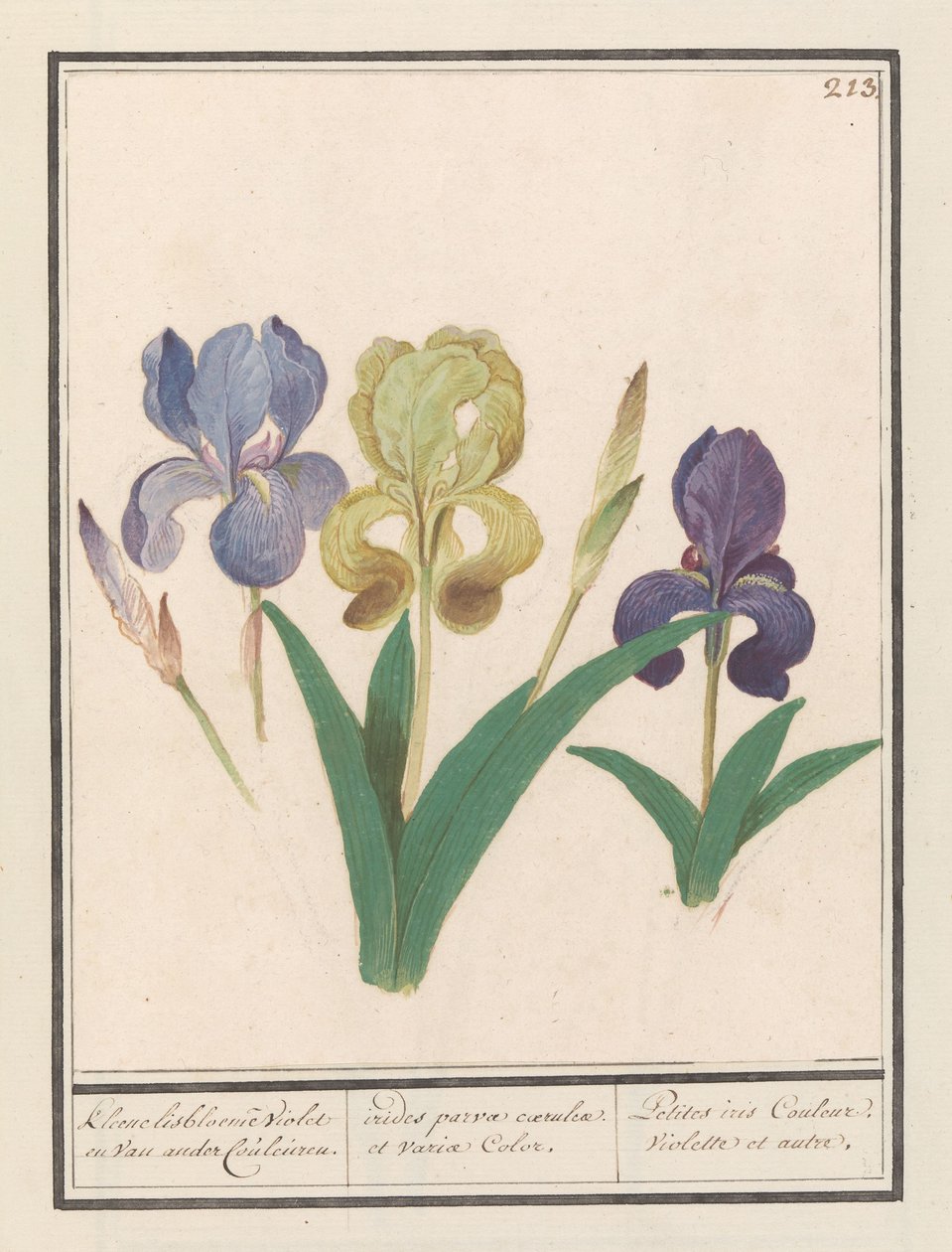 紫色鸢尾花（德国鸢尾花）
小鸢尾花 紫色和其他颜色。/ irides parvae coerulcae et variae 颜色。/ Petites iris Couleur Violette et autre.(物体上的标题） 作者 Anselmus Boëtius de Boodt
