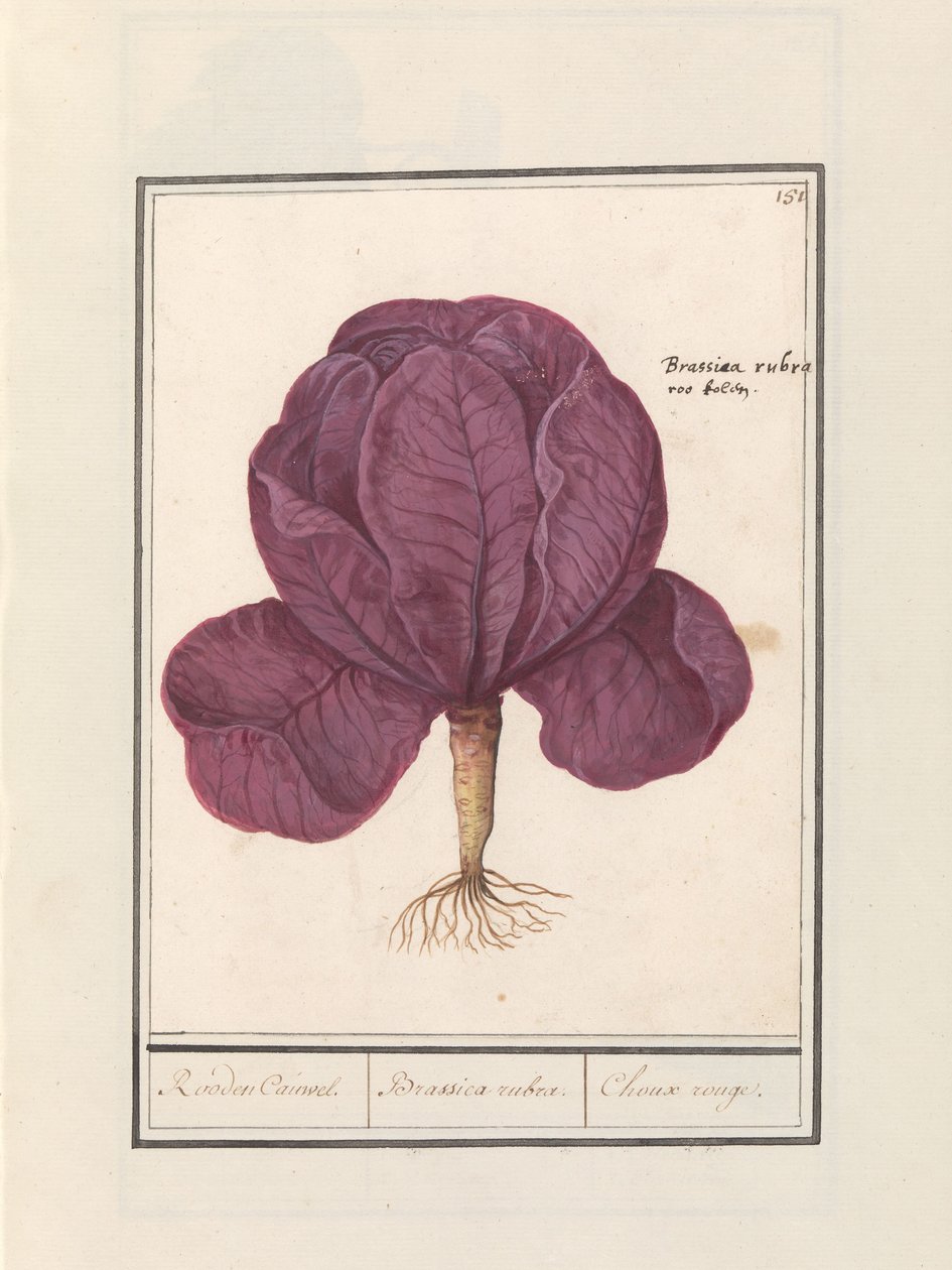 红甘蓝（Brassica oleracea convar. Capitata var. rubra） 罗登·考维尔。 / 甘蓝。 / Choux rouge（对象上的标题） 作者 Anselmus Boëtius de Boodt