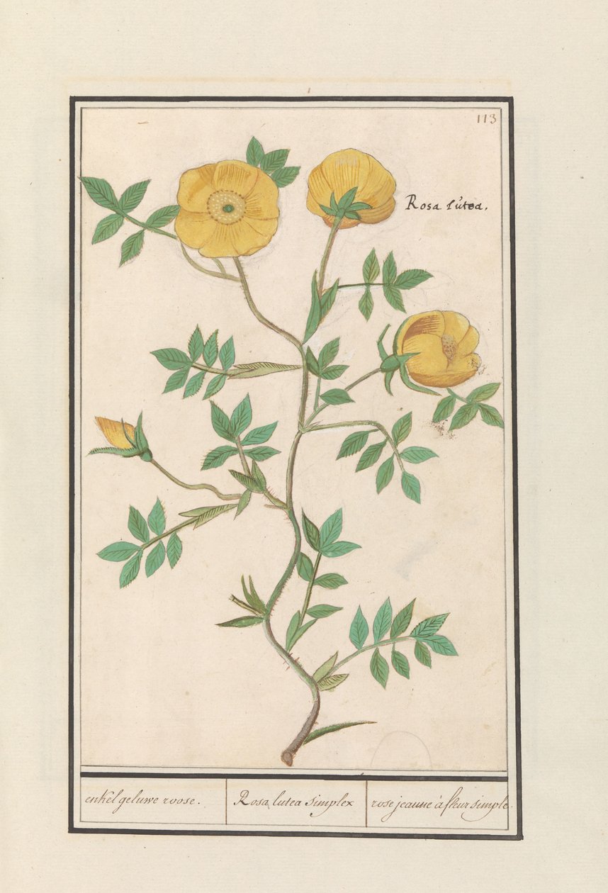 蔷薇
enkel geluwe roose / Rosa lutea simplex / rose jeaune à fleur simple（标题见实物） 作者 Anselmus Boëtius de Boodt