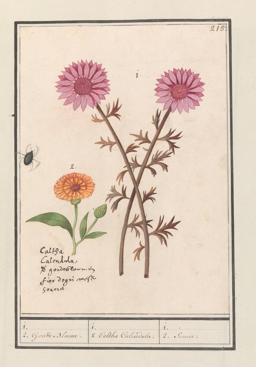粉红花朵（未知）和金盏花（金盏菊）
1. 2.金色花/ 1. 2.Caltha calendula./ 1. 2.Soucie (title on object). 作者 Anselmus Boëtius de Boodt