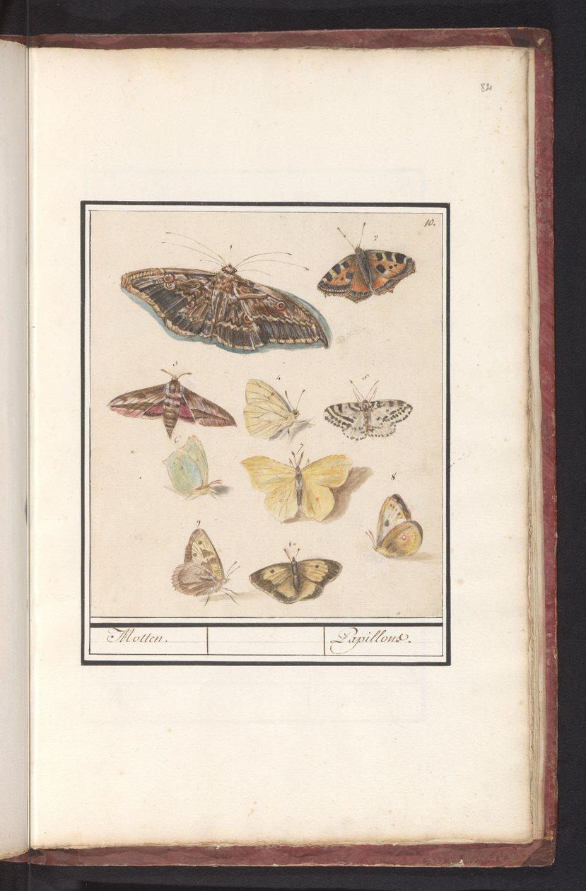 蝴蝶和飞蛾 飞蛾。 / Papillons（物体上的标题） 作者 Anselmus Boëtius de Boodt