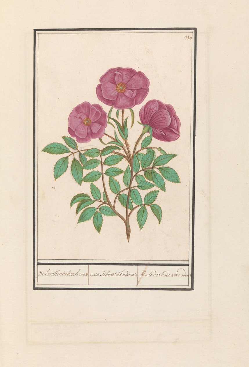 野玫瑰（蔷薇）
Fragrant bosch rose / rosa silverstris adorata./ Rose des bois avec odeur（标题见实物） 作者 Anselmus Boëtius de Boodt