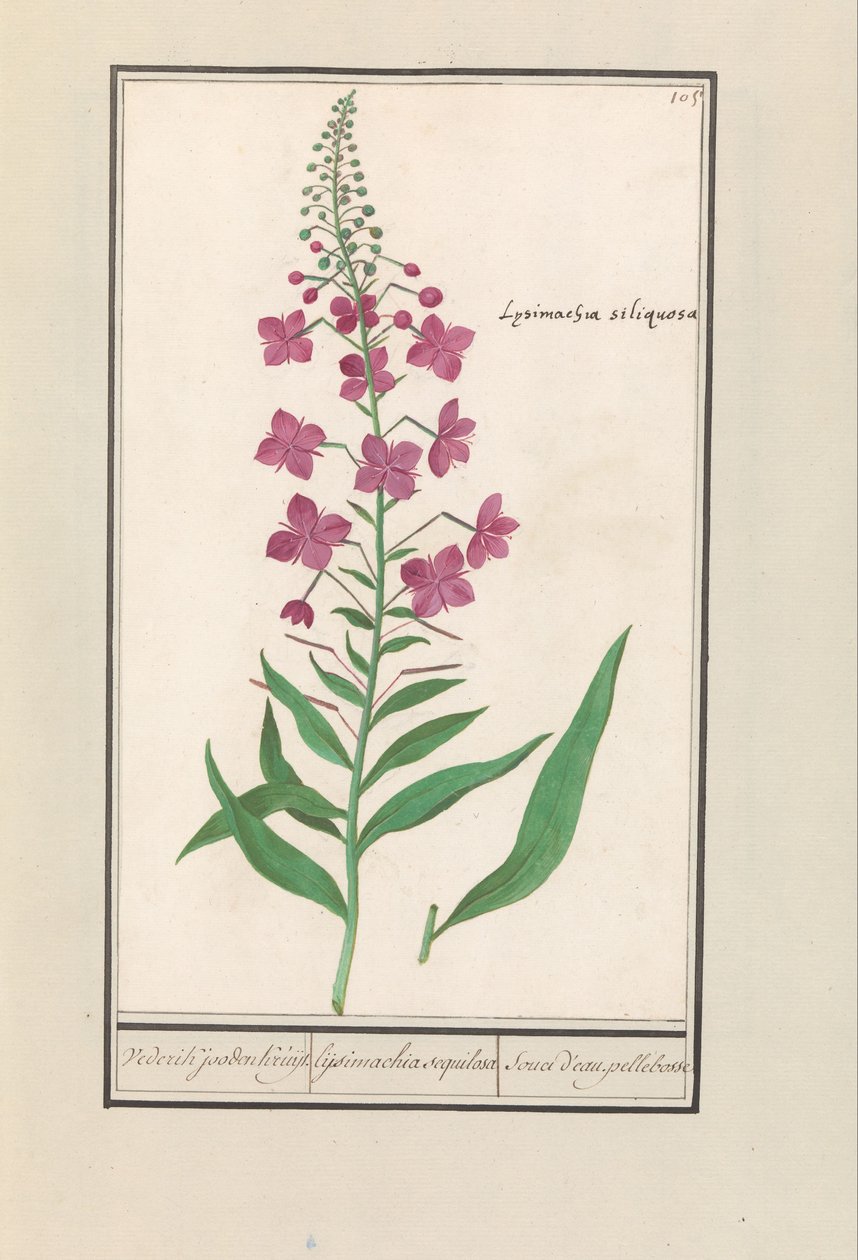 柳蔷薇（Chamerion angustifolium）
羽毛橡树 jooden Kruijt./ Lijsimachia sequilosa / Souci d