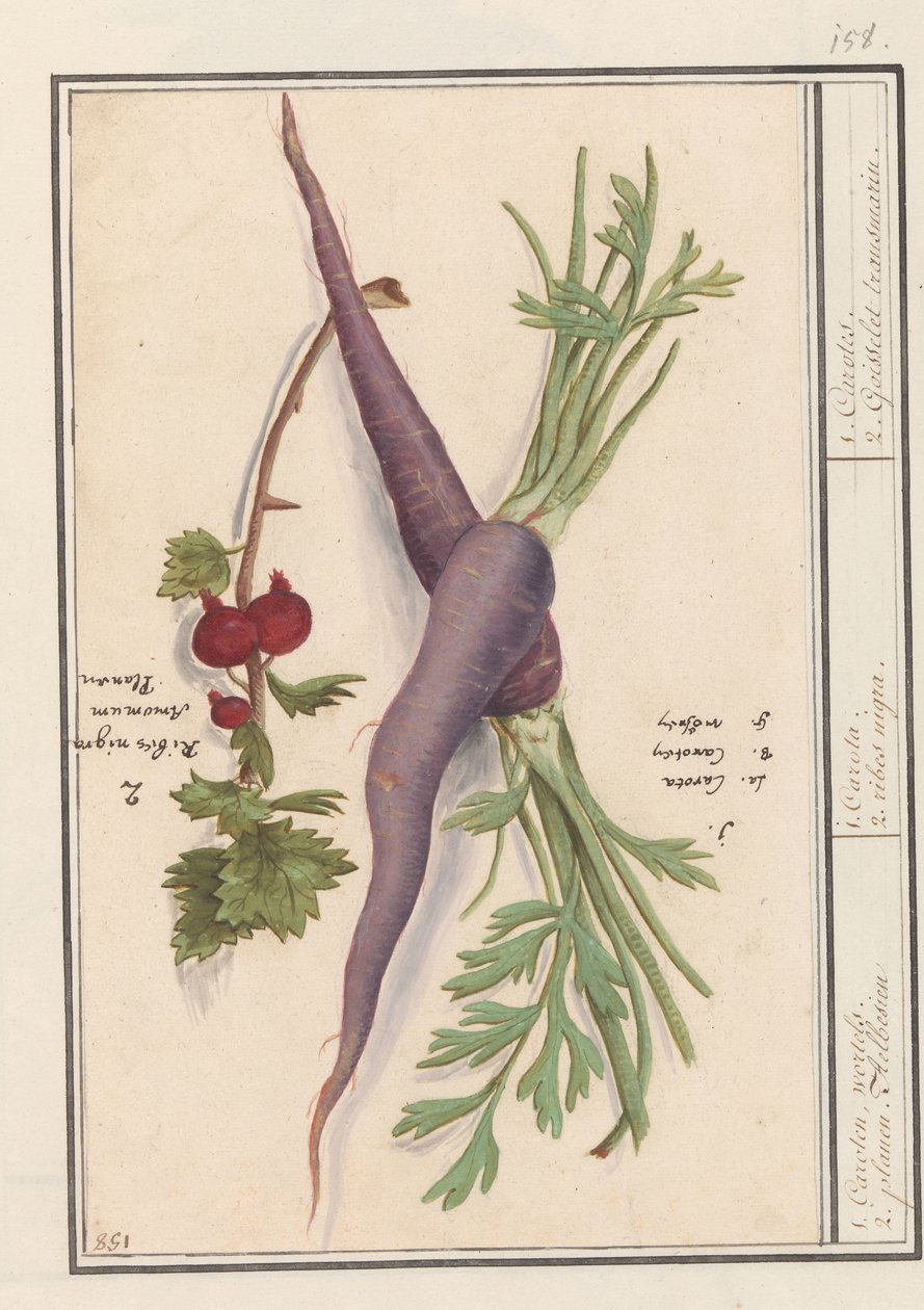 Wortel (Daucus carota) in rode bes (Ribes rubrum) 1.胡萝卜素、麦芽汁。 2. Planen Aelbesien / 1. Carota。 2.黑藨子。 / 1. 胡萝卜。 2. Goisselet 反式马林。 （对象上的标题） 作者 Anselmus Boëtius de Boodt