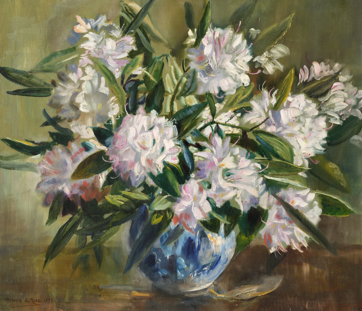 杜鹃花，浅白色和粉红色 作者 安西娅·杜罗斯（Anthea Durose）