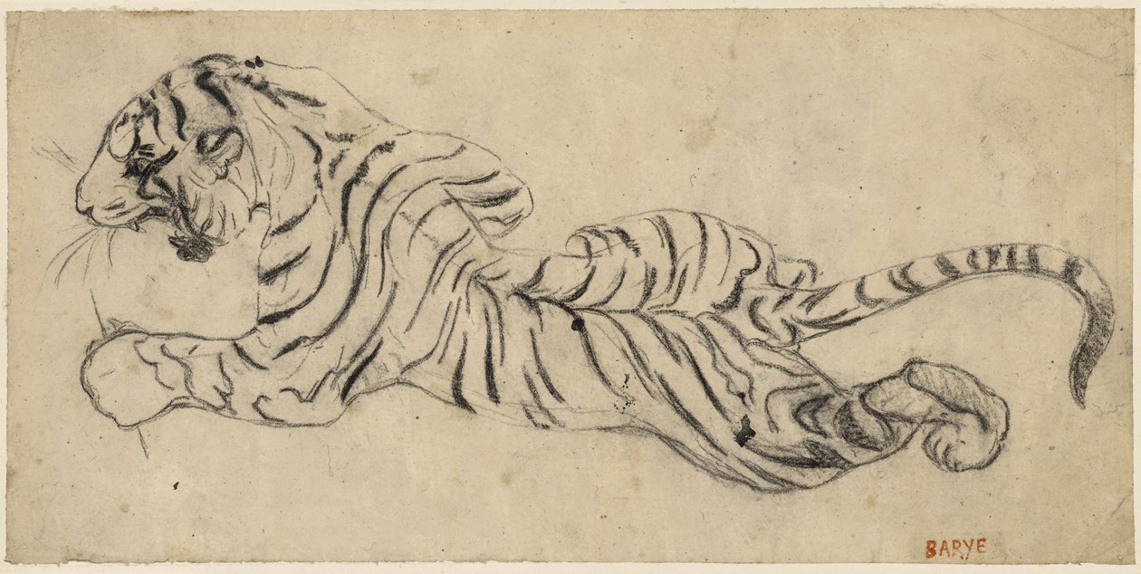 Tigre（Tiger），第1835页（描图纸上的黑色粉笔，安装在纸板上） 作者 安托万·路易斯·巴里