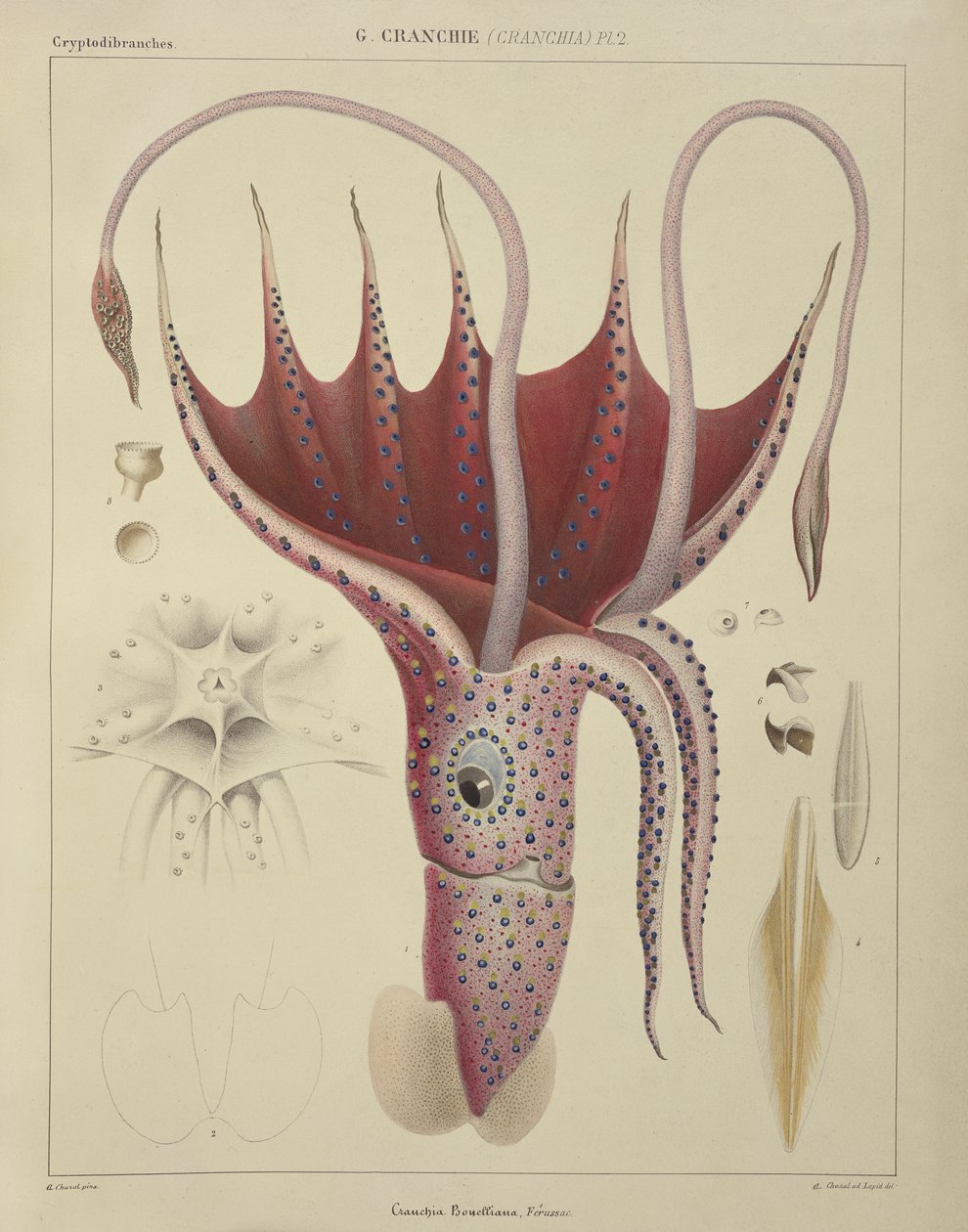 鱿鱼，Pl.2来自&39;一般和特殊自然历史的Acetabuliferous Cephalopods&39;，酒吧。作者：Ferussac和D&39;Orbigny，巴黎，1835-48， 作者 安托万·查扎尔（Antoine Chazal）