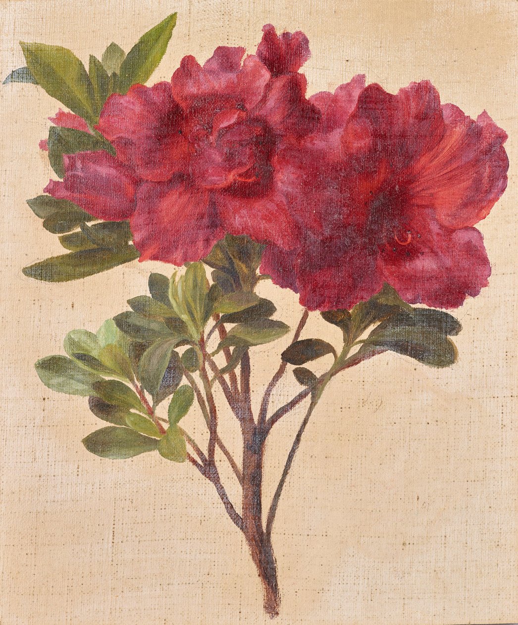 杜鹃花 作者 安东·哈廷格