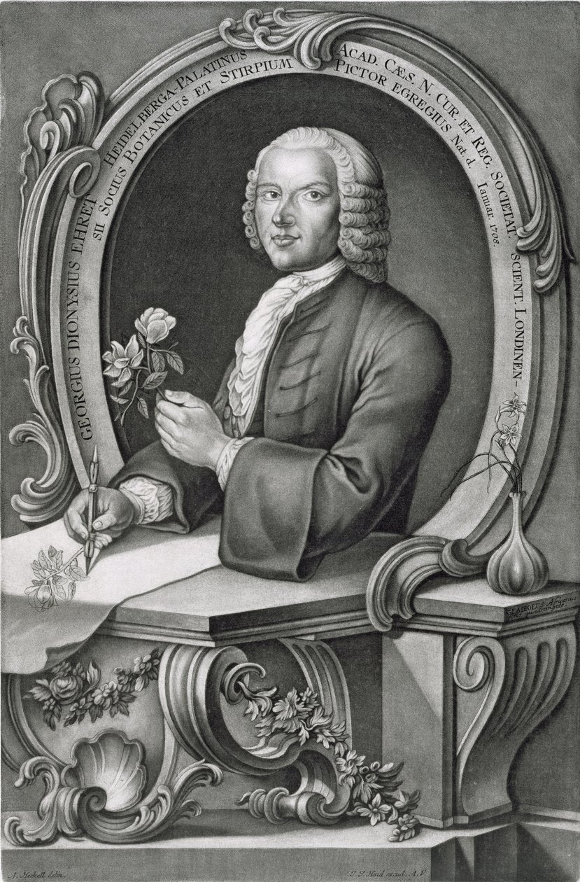 Georg Dionysius Ehret（1710-70）的肖像由Johann Jakob Haid（1704-67）刻 作者 安东·赫克尔