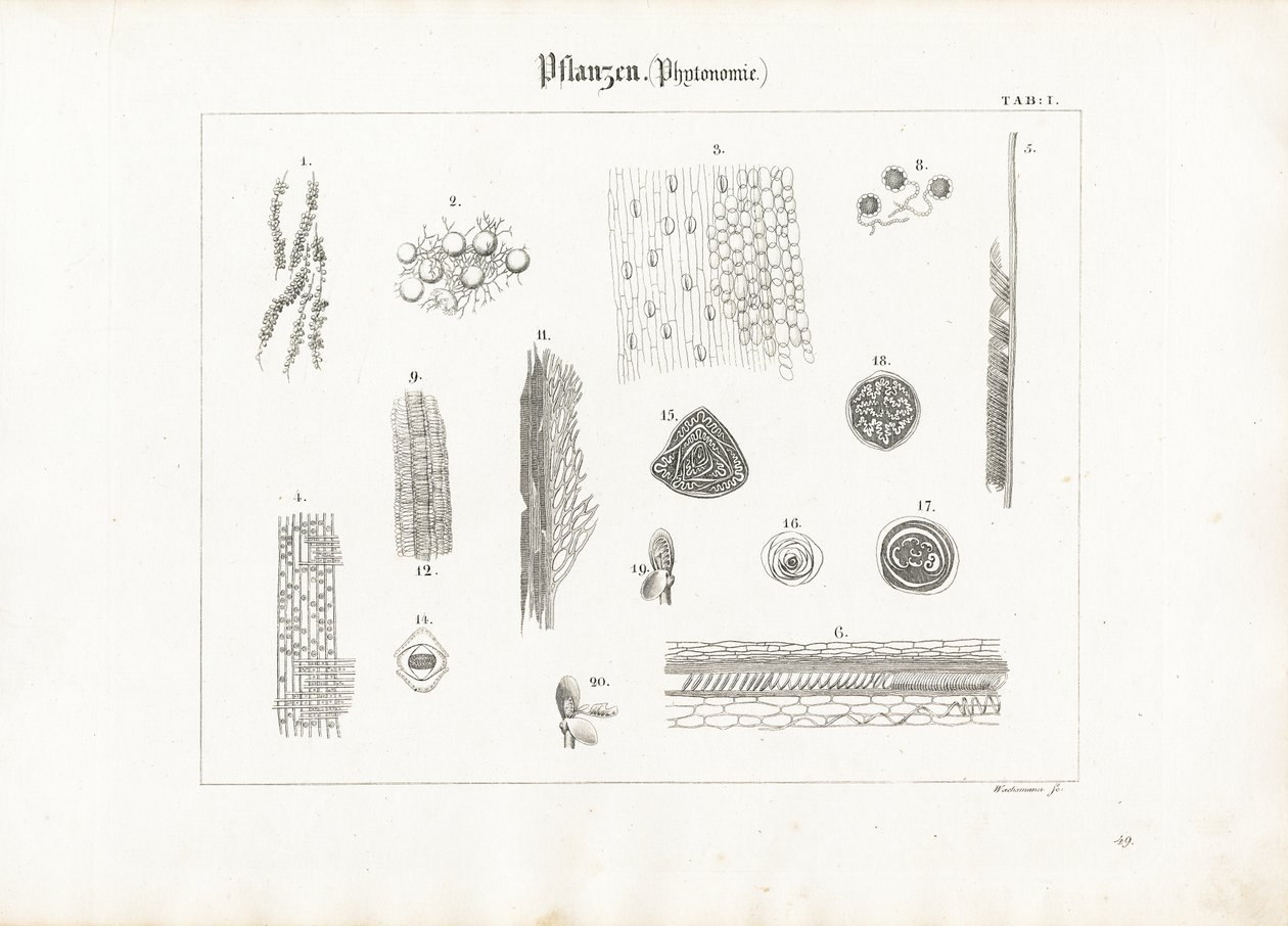 植物解剖学（Phytotomy） 作者 安东·瓦克斯曼