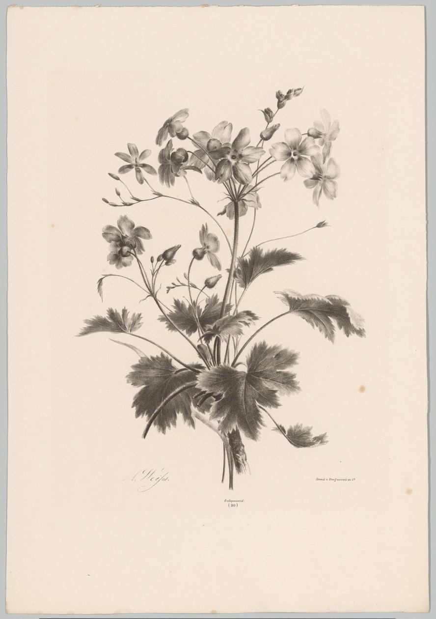 带刺的花 Bloem en Fruit Studien (...) 第 10 集（系列标题） 作者 安东·魏斯