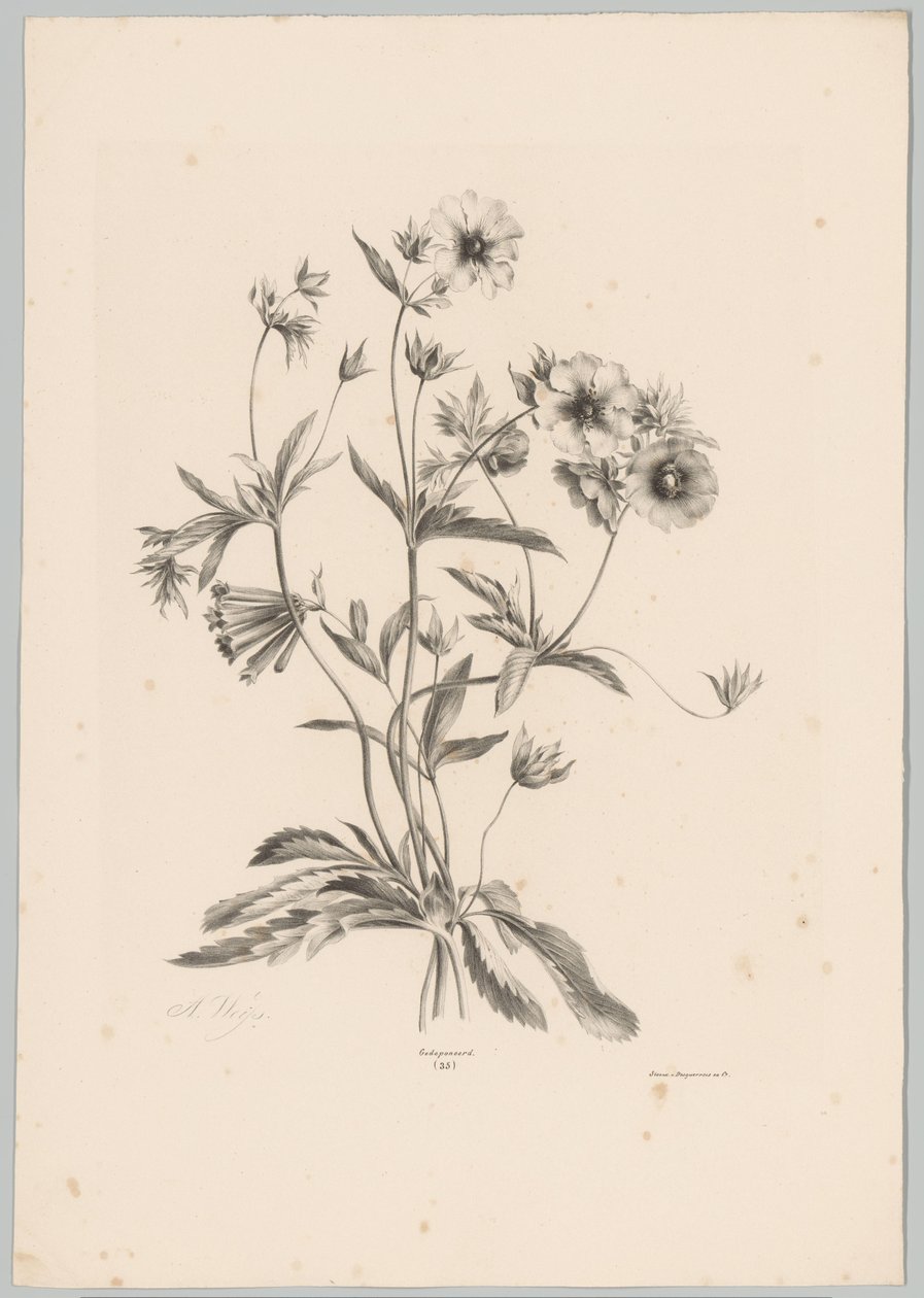 各种鲜花 Bloem en Fruit Studien (...) 第 10 集（系列标题） 作者 安东·魏斯