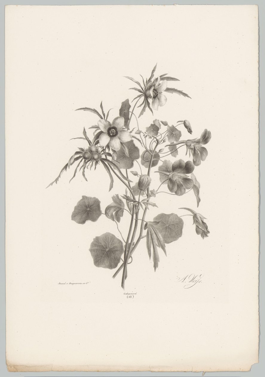杂花
花卉和水果研究（......）第 10 期（系列名称） 作者 安东·魏斯