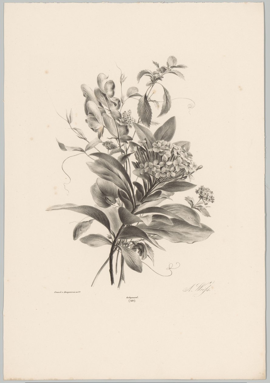 绣球花和其他花卉 Bloem en Fruit Studien (...) 第 10 集（系列标题） 作者 安东·魏斯