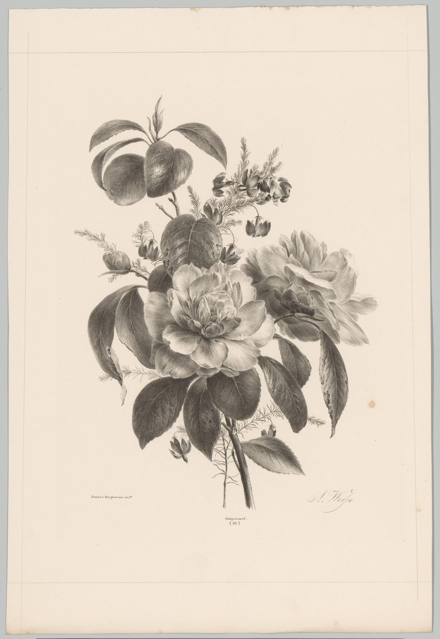 玫瑰和其他鲜花 Bloem en Fruit Studien (...) 第 10 集（系列标题） 作者 安东·魏斯