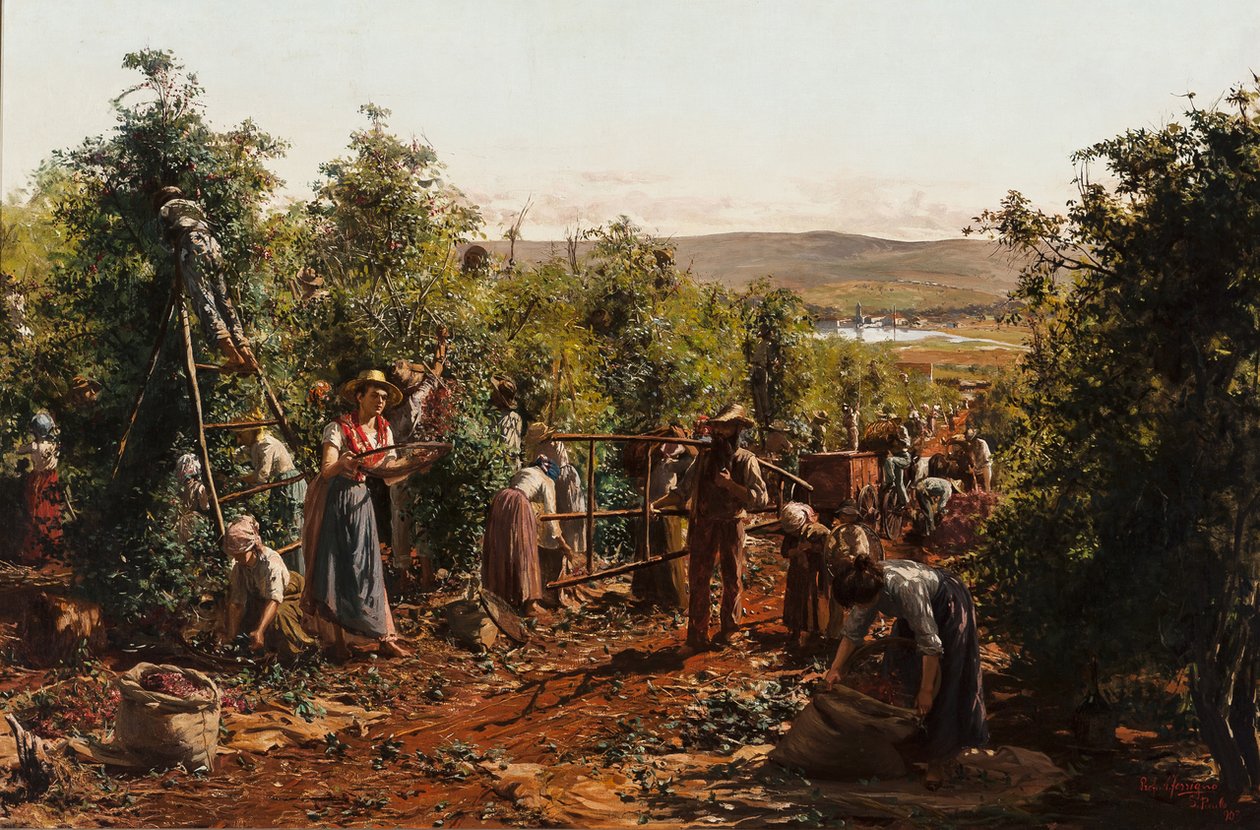 收获，Fazenda Santa Gertrudes  -  Araras，SPn 作者 安东尼奥·费里尼奥