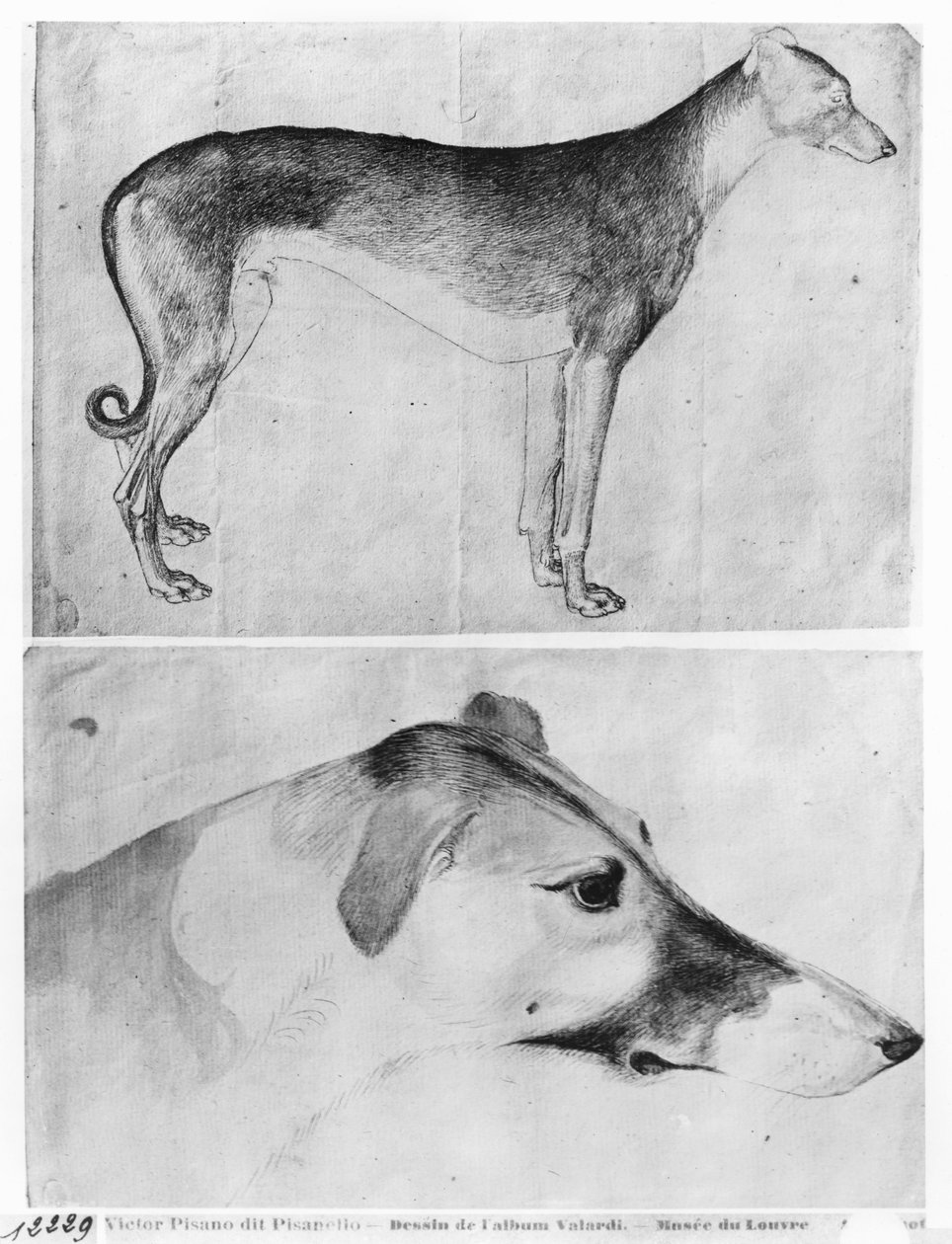 来自The Vallardi专辑的灵缇犬和灰狗头 作者 安东尼奥·皮萨内洛