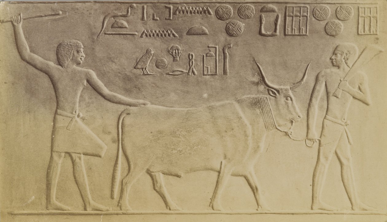 Sacred Bull at Saqqara 作者 安东尼奥·比托（Antonio Beato）