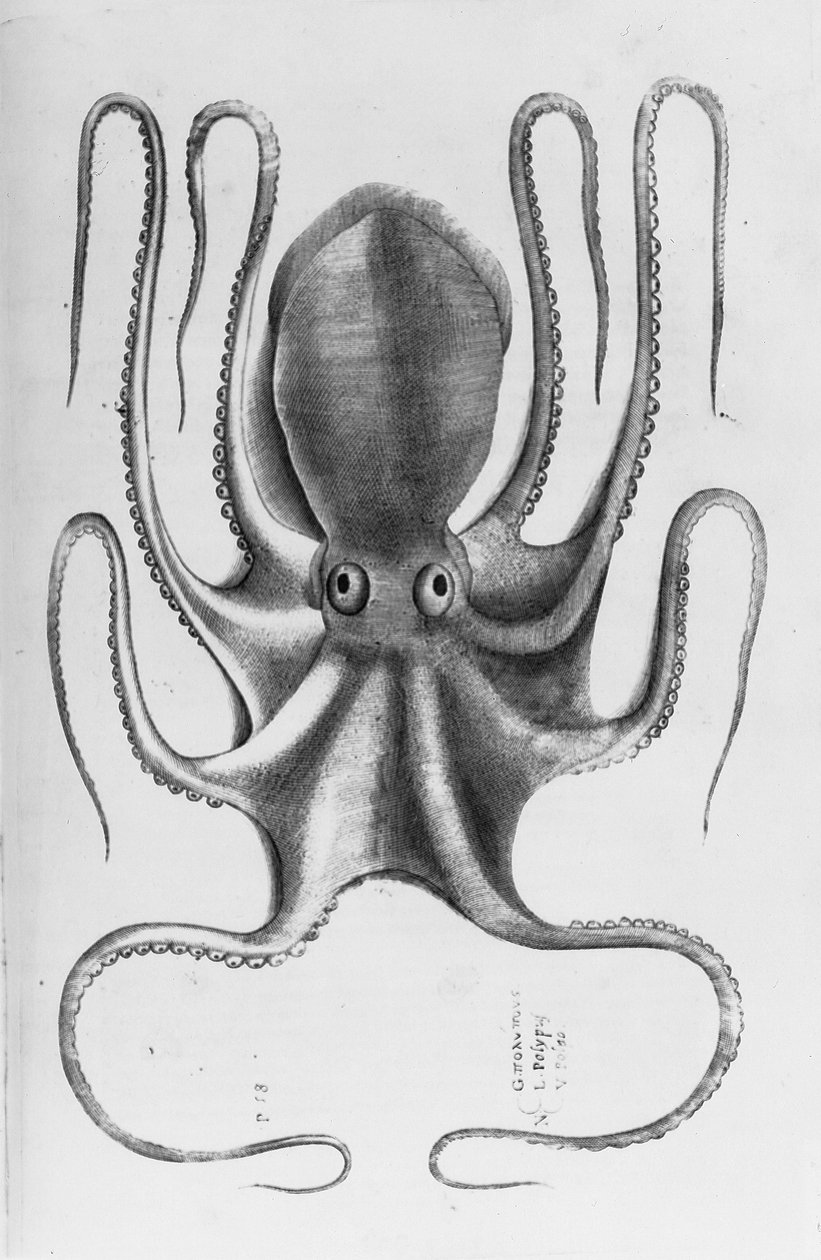 插图取自Ippolito Saluiani的“水族动物历史，第一本书”，1554年 作者 安东尼奥·拉弗里里（Antonio Lafreri）