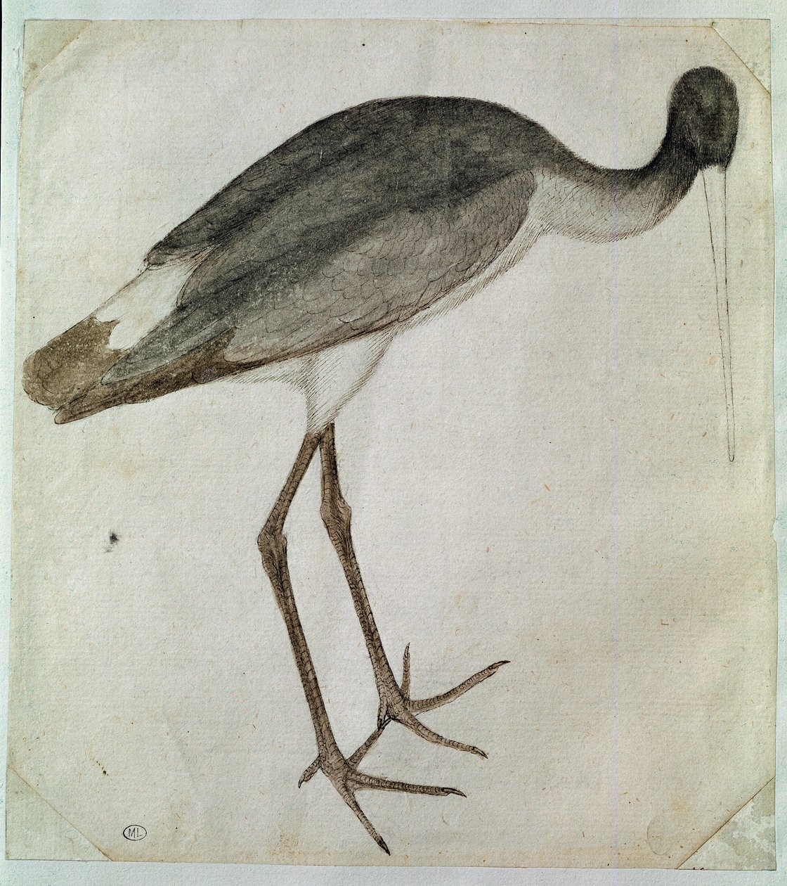 一只黑鹳站着，面朝右边。 Antonio di Puccio Pisano dit Pisanello（1395-1455 之前）的绘画。 棕色墨水，棕色水洗，灰色水洗，黑色石头，羽毛。 暗：20,8x18,7cm。 卢浮宫，内阁dessins 作者 安东尼奥·皮萨内洛
