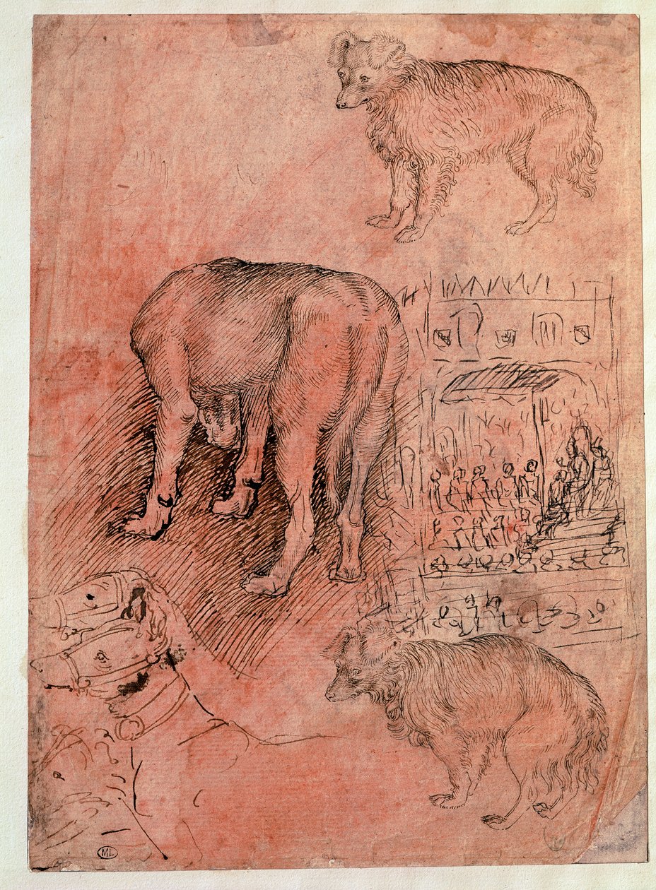 狗的研究。奥利克的情节。安东尼奥-皮萨诺（Antonio Pisano dit il Pisanello）（1380-1455）的绘画作品。 作者 安东尼奥·皮萨内洛