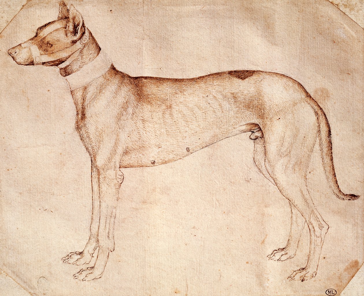 安东尼奥-皮萨诺（Antonio Pisano），又称皮萨内罗（Pisanello）（1395年前-约1455年）的猎犬研究，用钢笔和棕色墨水画的。 作者 安东尼奥·皮萨内洛