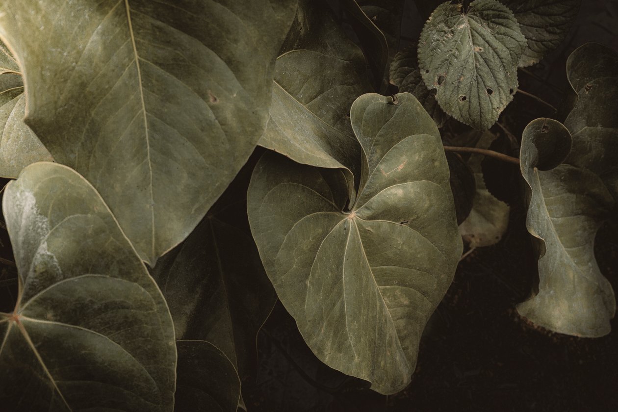 Anthurium Andraeanum，XVI e，巴西里约热内卢彼得罗波利斯，2025 年（照片） 作者 安东尼奥·舒伯特