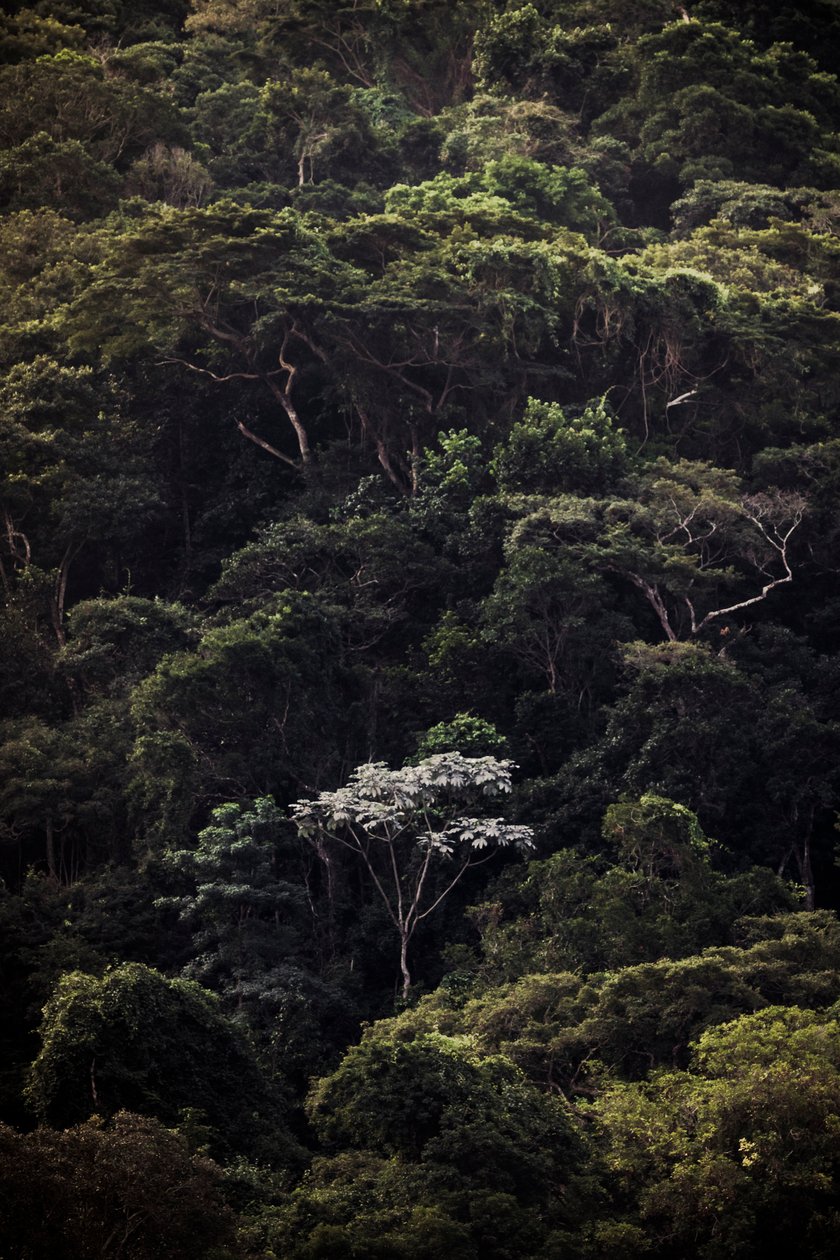  作者 安东尼奥·舒伯特