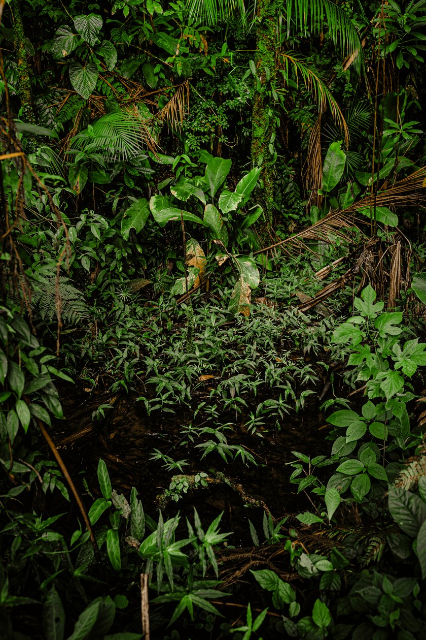 Mantiqueira XLIV，2015（数码摄影） 作者 安东尼奥·舒伯特