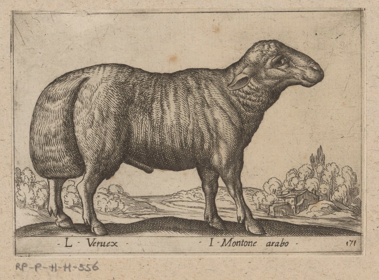 阿拉伯公羊
L Veruex/ I Arabian ram（物上标题）
Dieren en fabelwezens（系列名称）
Nova raccolta de li animali più curiosi del mondo（系列名称） 作者 安东尼奥·坦佩斯塔