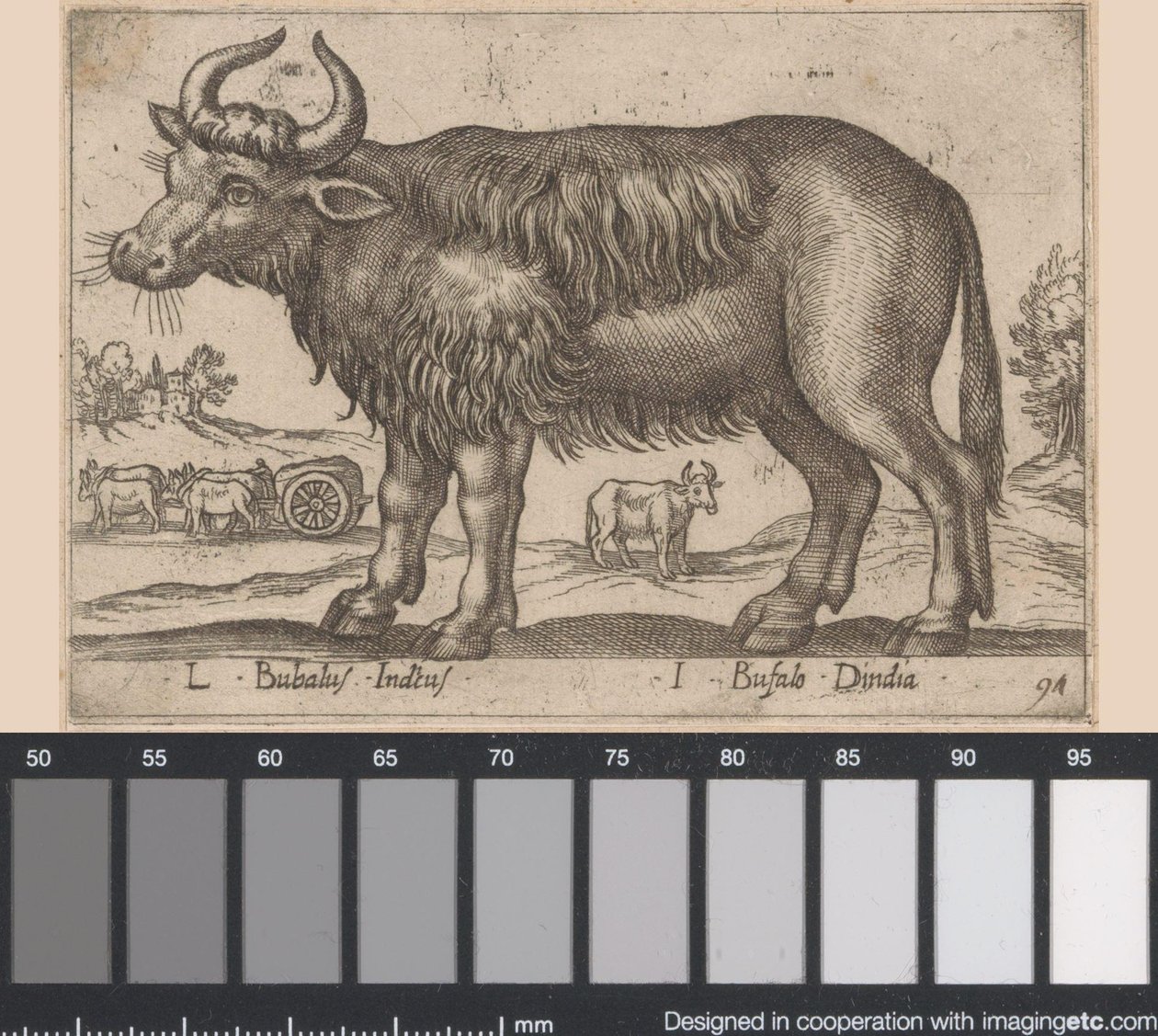布菲尔
L Bubalus Indicus/ I Bufola Dindia（物品上的标题）
Dieren en fabelwezens（系列名称）
Nova raccolta de li animali più curiosi del mondo（系列名称） 作者 安东尼奥·坦佩斯塔