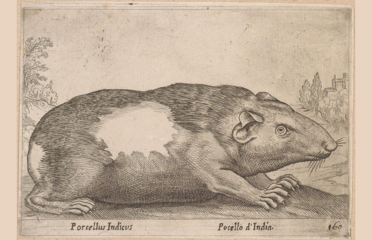 几内亚猪
Porcellus Indicus/ Pocello d