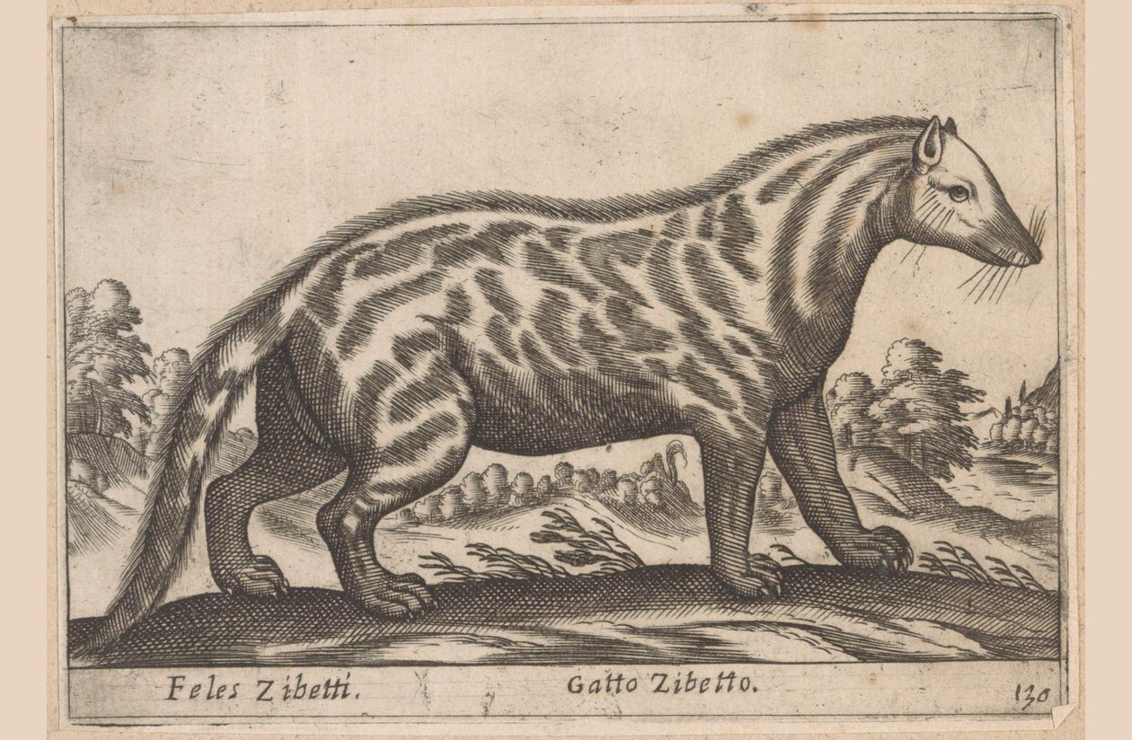 狸猫
Feles Zibetti/ Gatto Zibetto（物品上的标题）
Dieren en fabelwezens（系列名称）
Nova raccolta de li animali più curiosi del mondo（系列名称） 作者 安东尼奥·坦佩斯塔