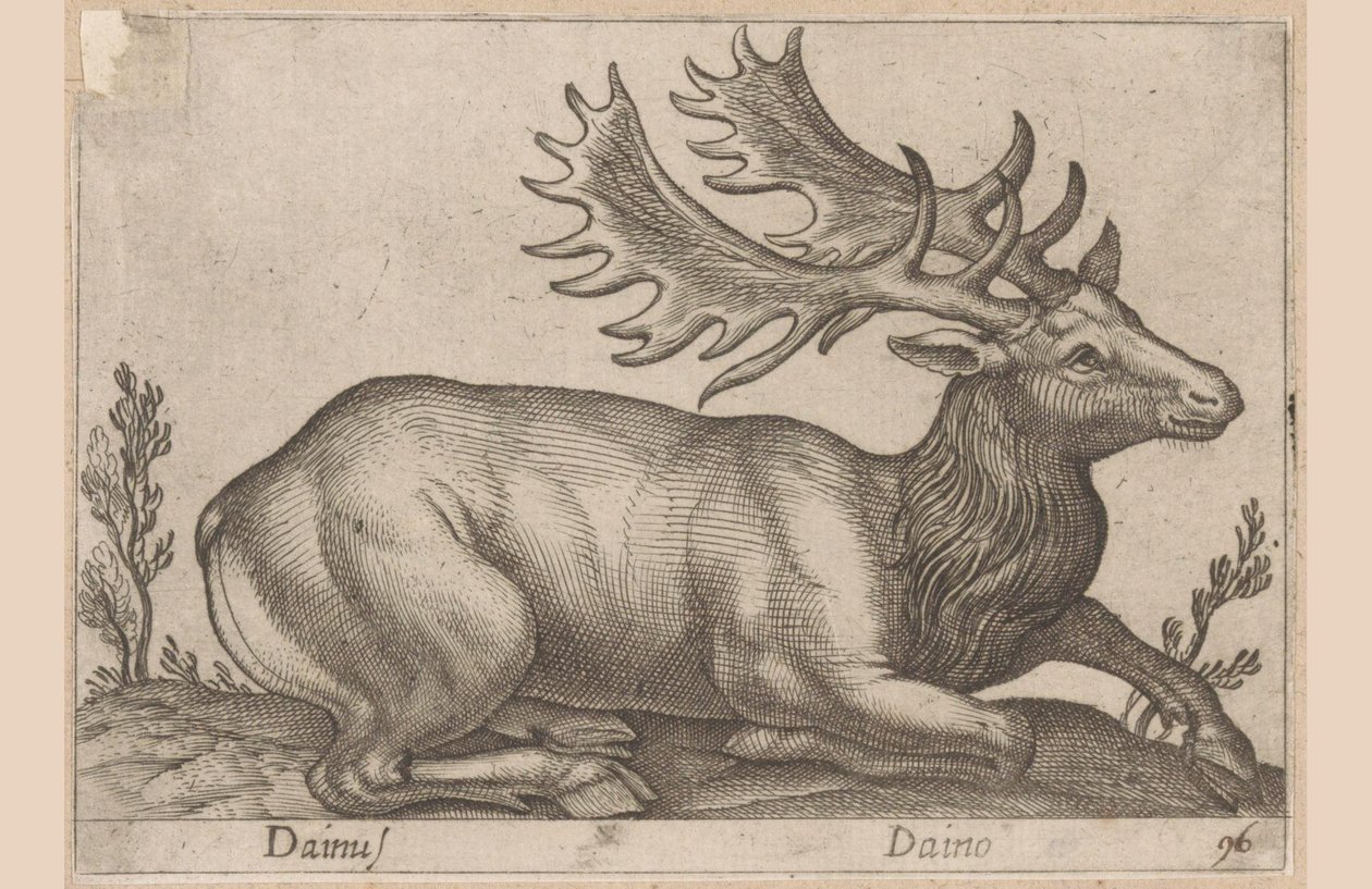 Damhert
Dainus/ Daino（物品上的标题）
Dieren en fabelwezens（系列名称）
Nova raccolta de li animali più curiosi del mondo（系列名称） 作者 安东尼奥·坦佩斯塔