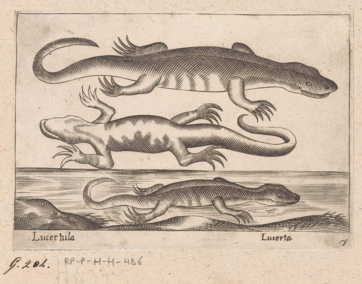 Drie hagedissen
Lucertula/ Lucerta（物品上的标题）
Dieren en fabelwezens（系列名称）
Nova raccolta de li animali più curiosi del mondo（系列名称） 作者 安东尼奥·坦佩斯塔