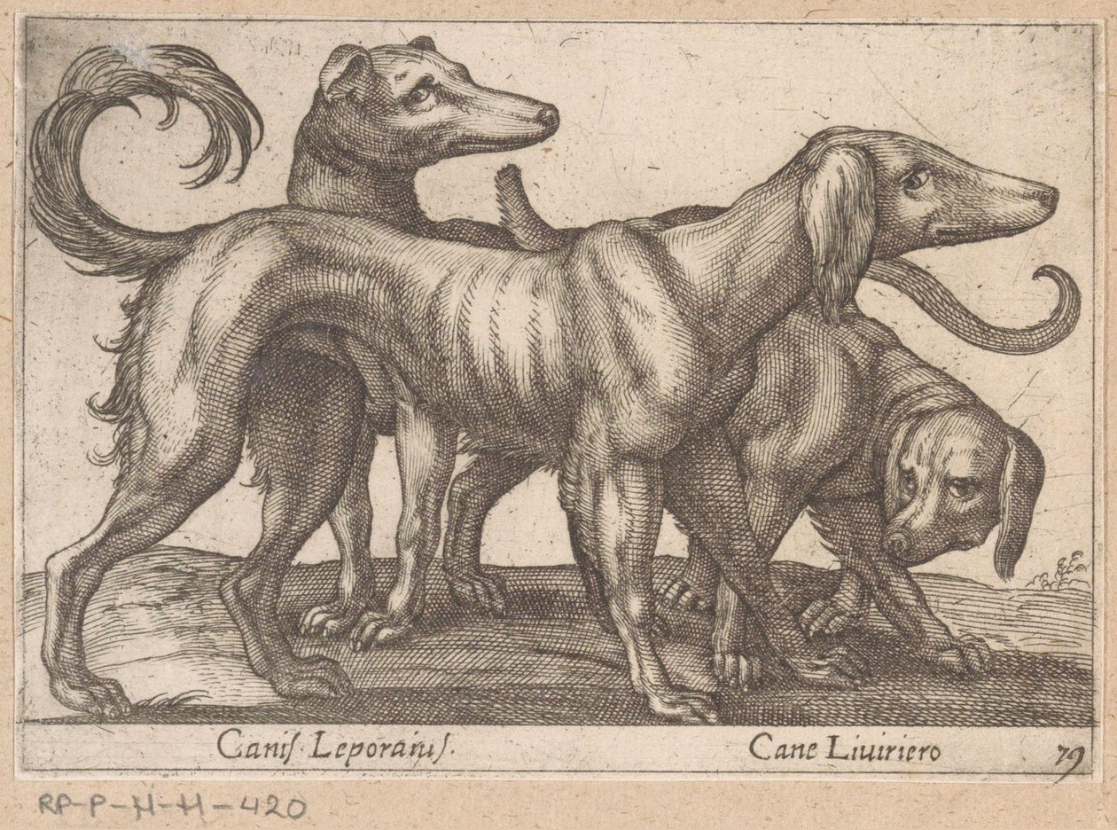 Drie honden
Canis Leporius/ Cane Liviriero（物品上的标题）
Dieren en fabelwezens（系列名称）
Nova raccolta de li animali più curiosi del mondo（系列名称） 作者 安东尼奥·坦佩斯塔