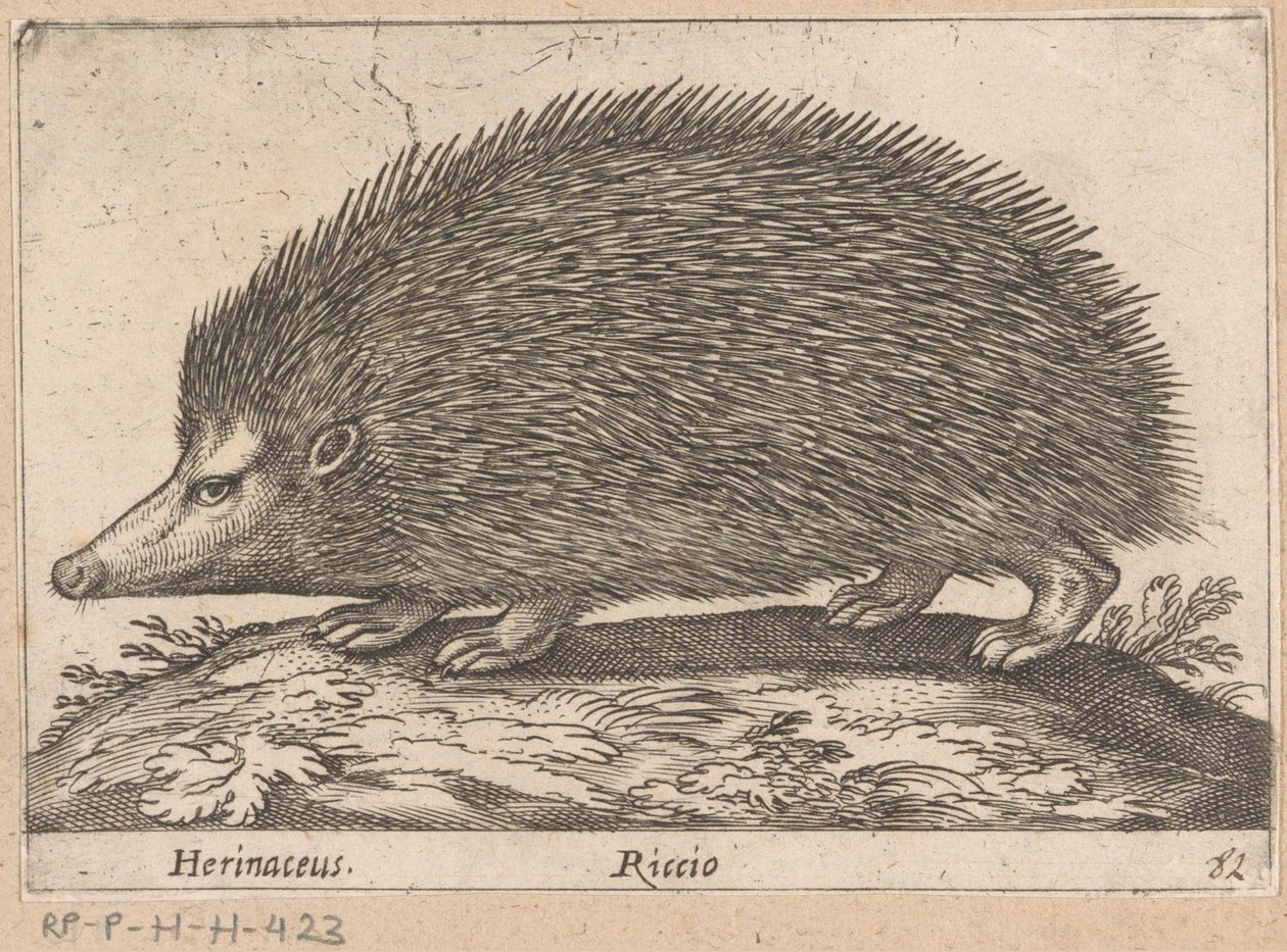 埃格尔
Herinaceus/ Riccio（物品上的标题）
Dieren en fabelwezens（系列名称）
Nova raccolta de li animali più curiosi del mondo（系列名称） 作者 安东尼奥·坦佩斯塔