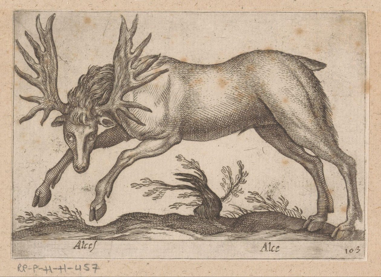 麋鹿
驼鹿/麋鹿（物品上的标题）
Dieren en fabelwezens（系列名称）
Nova raccolta de li animali più curiosi del mondo（系列名称） 作者 安东尼奥·坦佩斯塔