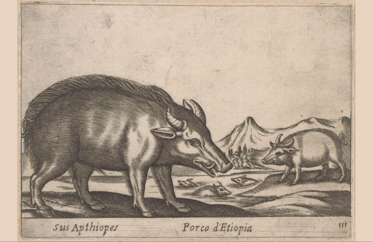埃塞俄比亚船
Sus Apthiopes/ Porco d