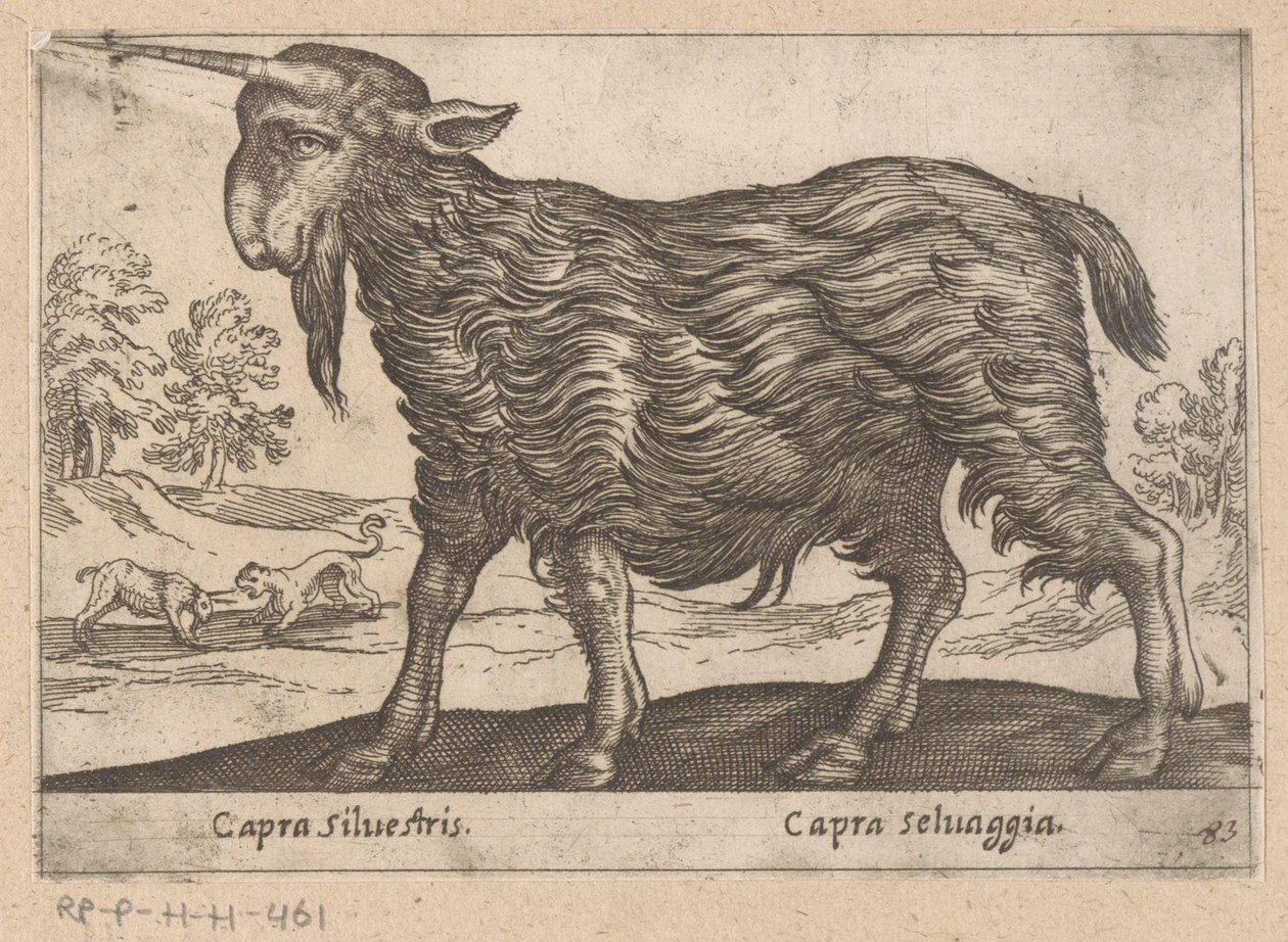 Geit met één hoorn
Capra Silvestris/ Capra Selvaggia（物品标题）
Dieren en fabelwezens（系列标题）
Nova raccolta de li animali più curiosi del mondo（系列标题） 作者 安东尼奥·坦佩斯塔