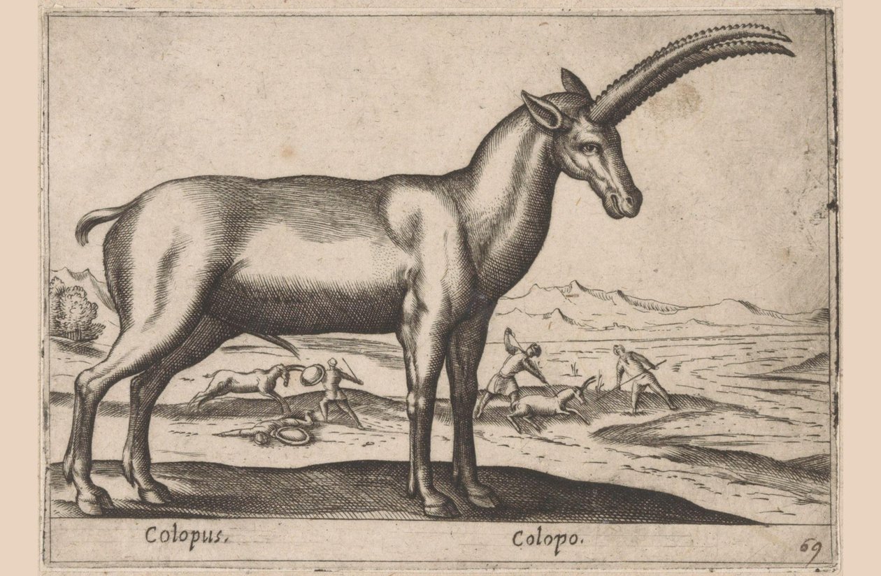 Geitachtige
Colopus/ Colopo（物品上的标题）
Dieren en fabelwezens（系列名称）
Nova raccolta de li animali più curiosi del mondo（系列名称） 作者 安东尼奥·坦佩斯塔