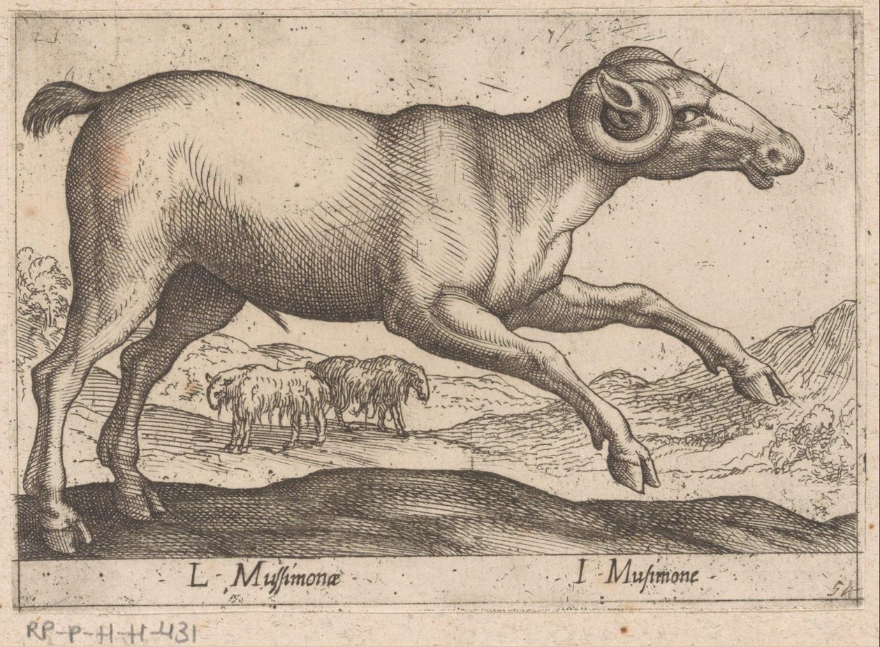 Geitachtige
L Mussimonae/ I Musimone（物品上的标题）
Dieren en fabelwezens（系列名称）
Nova raccolta de li animali più curiosi del mondo（系列名称） 作者 安东尼奥·坦佩斯塔