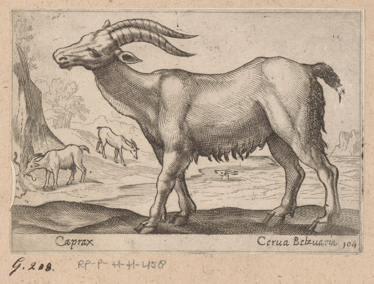 宝石
Caprax/ Cerua Belzuaria（物品上的标题）
Dieren en fabelwezens（系列名称）
Nova raccolta de li animali più curiosi del mondo（系列名称） 作者 安东尼奥·坦佩斯塔