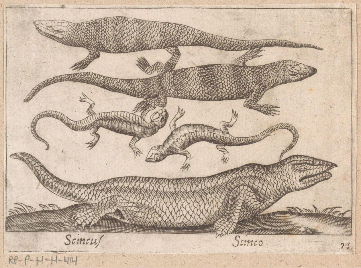 海格迪森
Scincus/ Scinco（物品上的标题）
Dieren en fabelwezens（系列名称）
Nova raccolta de li animali più curiosi del mondo（系列名称） 作者 安东尼奥·坦佩斯塔